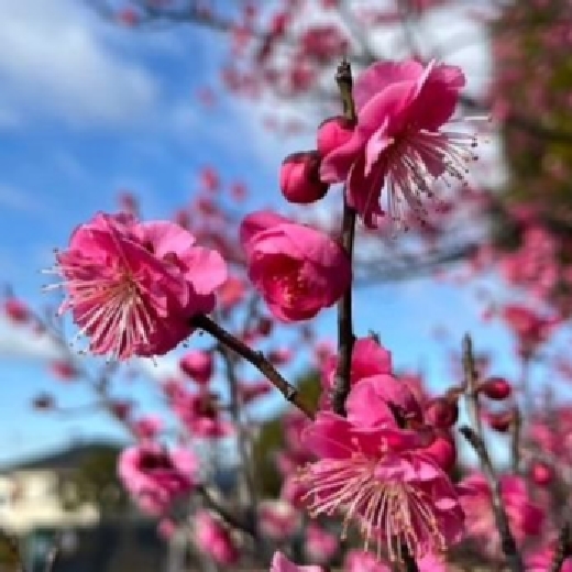 中古】 いのちある限り 植物状態患者家族の手記/中央法規出版